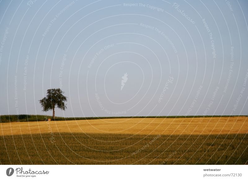 lonely tree Einsamkeit Baum Sommer Feld grün braun Himmel Sonnenuntergang Ferne Hügel Deutschland Kulturlandschaft Landwirtschaft August fields brown sky blau