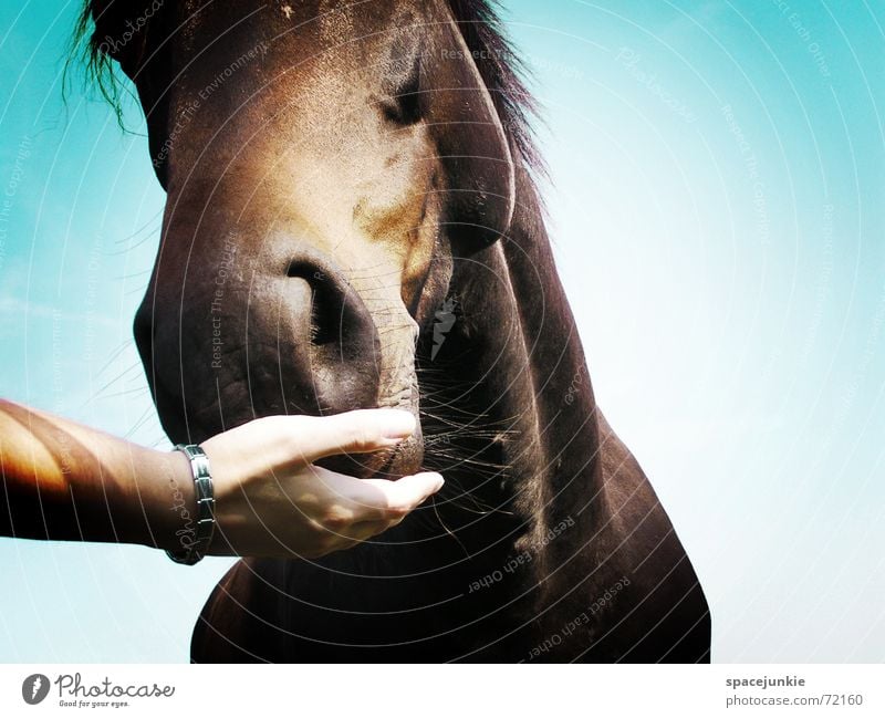 Das Maul halten Pferd Tier Außenaufnahme Gras Fressen Mähne Hand horse Natur Rasen Weide festhalten Himmel blau Ernährung