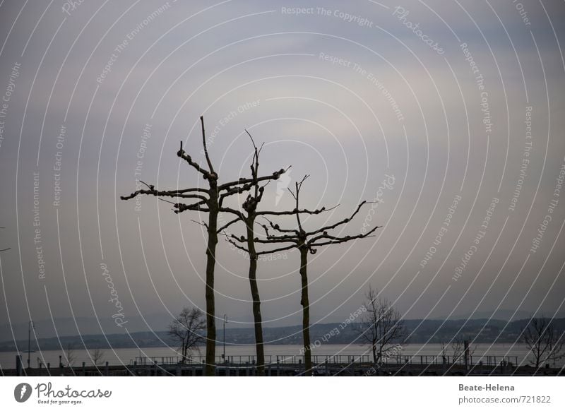 AST 7 | waiting for the sun Erholung Natur Landschaft Himmel Frühling Wetter Baum Seeufer Bodensee Konstanz Menschenleer Wege & Pfade atmen beobachten entdecken