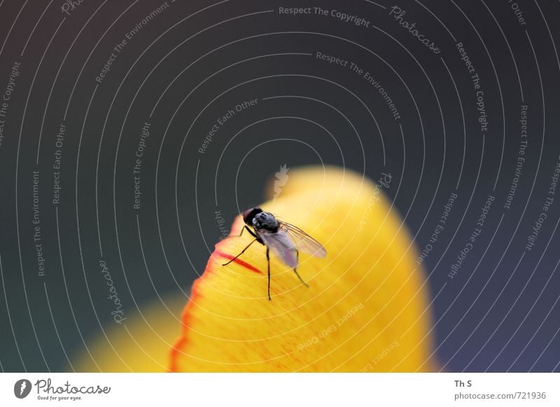 Fliege Pflanze Tier Frühling Sommer Blüte 1 Blühend Duft ästhetisch authentisch elegant natürlich Zufriedenheit Lebensfreude Frühlingsgefühle Freiheit Natur