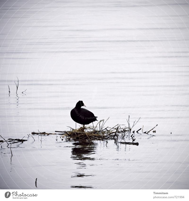 AST 7 | Vielleicht eine strategische Partnerschaft...? Umwelt Natur Wasser Frühling Pflanze Halm Küste See Bodensee Tier Blässhuhn 1 Nestbau bauen Blick warten