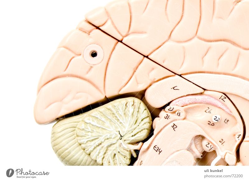 Gehirn Gehirn u. Nerven Anatomie Gesundheitswesen Gedanke klug Logik Erinnerung Verständnis Neurologie Kreis hirnhälfte brain Denken Wissen begreifen