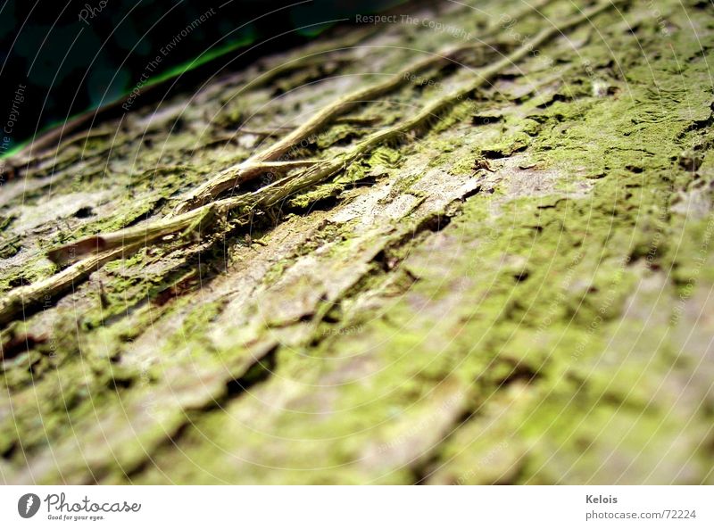 Baum ohne Tagescreme Baumrinde Zeit microcosmos insektenperspektive Haut Natur