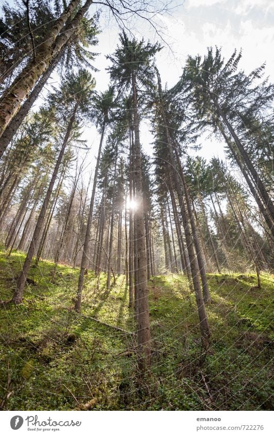 tiefster Schwarzwald Ferien & Urlaub & Reisen Ausflug Berge u. Gebirge Natur Landschaft Pflanze Himmel Wetter Baum Gras Moos Wald Urwald Wachstum hoch stachelig