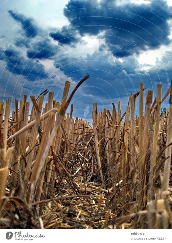 Nach der Ernte tief Auftrag Stroh Wolken dunkel kurz Unwetter bedrohlich Feld Rest Stoppelfeld Apokalypse Blitze Donnern Strohfeuer Regen Wetter Gewitterregen