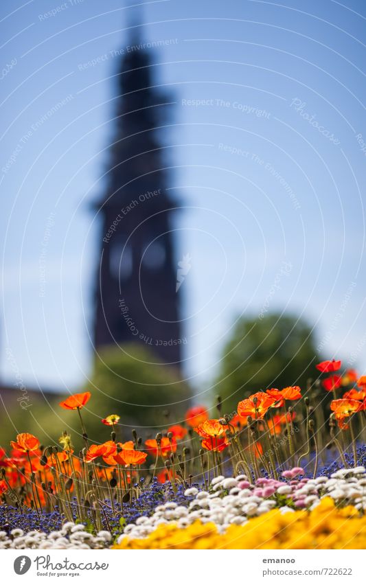 Freiburgfrühling Ferien & Urlaub & Reisen Tourismus Städtereise Natur Himmel Frühling Pflanze Blume Blüte Topfpflanze Stadt Stadtzentrum Kirche Dom Park Turm