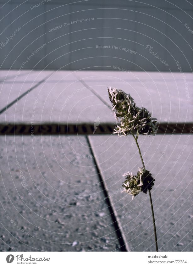 GROW! | pflanze trist einsam stadt alleine single kraft hoffnung grau Beton Einsamkeit Pflanze Blume graphisch Wachstum Grüner Daumen dunkel Futurismus