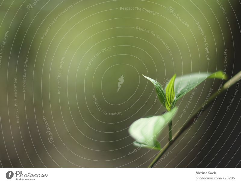 hallo erstmal. Umwelt Natur Pflanze Frühling Sommer Gras Sträucher Blatt Grünpflanze Nutzpflanze Park Wald Freude Glück Optimismus Erfolg Kraft sprießen