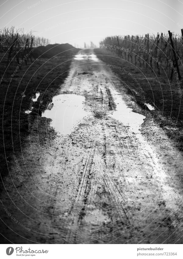 Bonjour Tristesse Weinbau Landschaft Erde Wasser Herbst Winter schlechtes Wetter Regen Feld Weinberg Menschenleer Wege & Pfade außergewöhnlich dunkel trist