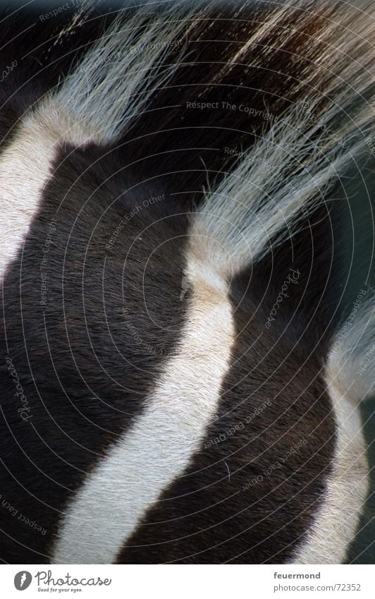 Fussgängerübergang Zebra Zebrastreifen Tier Zoo Steppe Savanne Afrika Zirkus Streifen Muster Säugetier Mähne schwarz weiß Landraubtier gefährlich Striptease