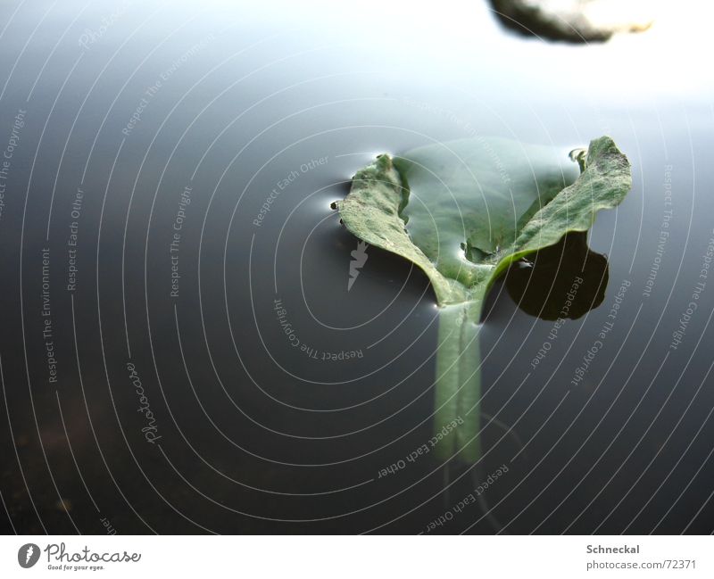 Ins Ungewisse Blatt dunkel geheimnisvoll Blume Blüte Klee schwarz Wasser grünes blatt im wasser schwimmendes blatt treibendes blatt Natur kaltes wasser Seil