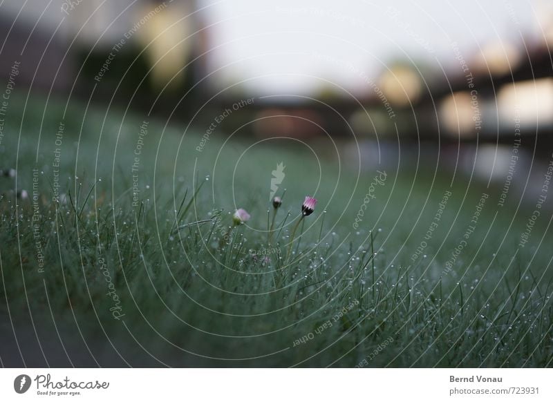 Ostersonntag Natur Pflanze Blume Gras nass grau grün orange Gänseblümchen Rasen Tau Wassertropfen frisch Unschärfe entfalten Farbfoto Außenaufnahme Menschenleer