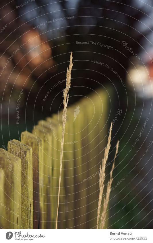 zaungast Pflanze Gras Straße blau braun grün schwarz einzeln Zaun alt Dorf Wegrand Wachstum Hoffnung Halm Holz verwittert Perspektive Kontrast aufstrebend