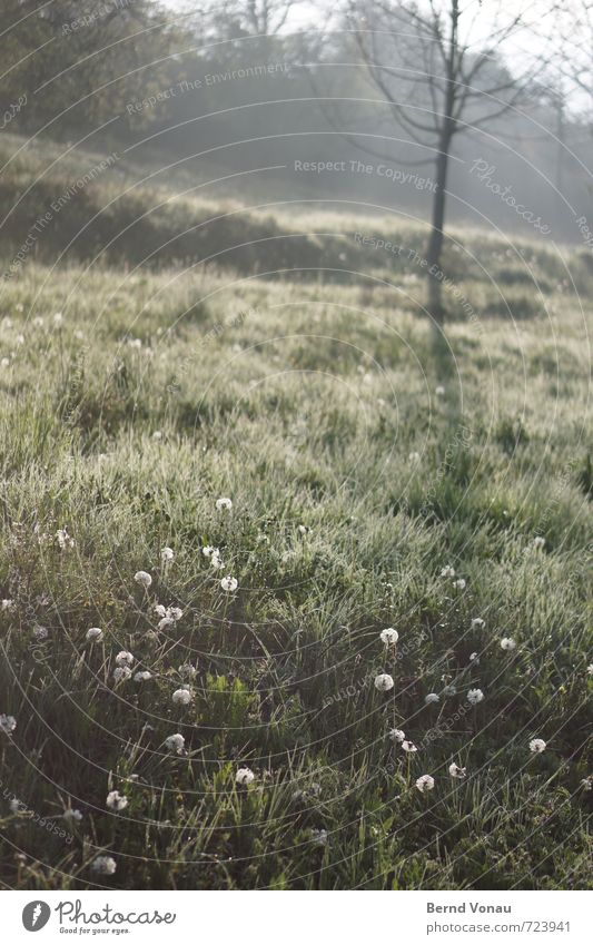 Pustegruppe Sonne Wasser Frühling Baum Gras Sträucher Hügel frisch hell nass positiv grün schwarz weiß Löwenzahn Beleuchtung Tau aufwärts feucht Farbfoto