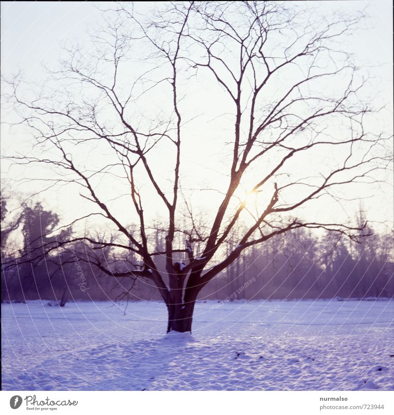 Abkühlung Garten Kunst Natur Landschaft Winter Klima Eis Frost Schnee Baum Park Wiese frieren glänzend leuchten ästhetisch kalt nachhaltig natürlich trashig