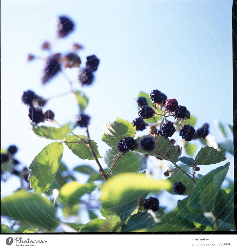 hmm Beere Lebensmittel Frucht Himbeeren Frühstück Bioprodukte Diät Saft Lifestyle Freizeit & Hobby Traumhaus Garten Natur Pflanze Tier Essen genießen Wachstum