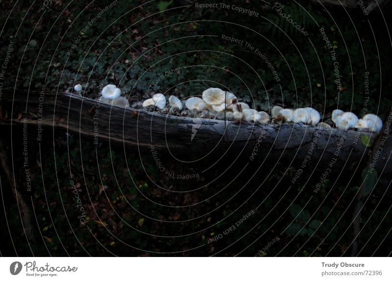 "we'll take some titanium white - look at this beautiful white" Wald Holz Baum Linie Wachstum entstehen Amerika Bodenbelag Natur Landschaft Pilz Schimmelpilze