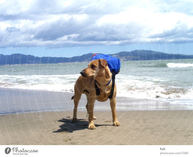 muffin allein im urlaub Hund Strand Meer Ferien & Urlaub & Reisen Wellen Spanien Rucksack Mischling Tier Horizont Wolken stehen Himmel Berge u. Gebirge Sand