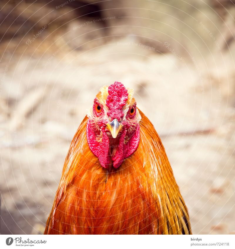 el gallo Haustier Hahn 1 Tier beobachten Blick ästhetisch natürlich positiv schön grau orange rot Zufriedenheit Tierliebe Wachsamkeit Neugier einzigartig Natur