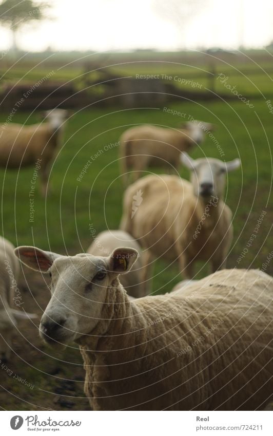 Was gucksts du? Umwelt Tier Himmel Frühling Gras Nutztier Tiergesicht Schaf Schafherde 4 Tiergruppe Herde Tierfamilie beobachten grün schwarz weiß Zufriedenheit