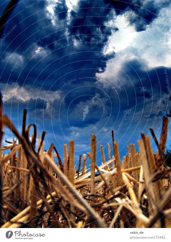 Noch mehr Untergang.... untergehen Feld Stoppel Wolken Unwetter geschnitten Stroh Halm dunkel weiß braun Fetzen Himmel brennen blau Ernte Erde blue sky clouds