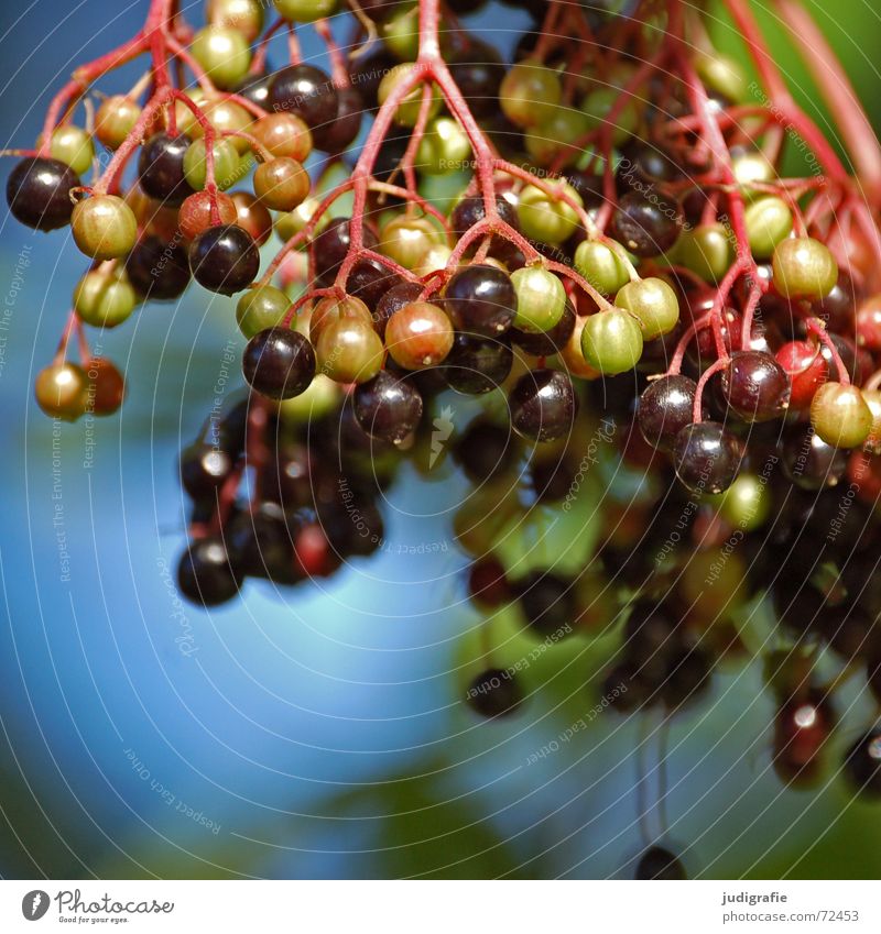 Herbst II Holunderbusch Baum Sträucher Doldenblüte grün unreif Fliederbusch Beeren Frucht Ast Zweig blau Himmel Natur Kugel alhorn elder ellhorn eller