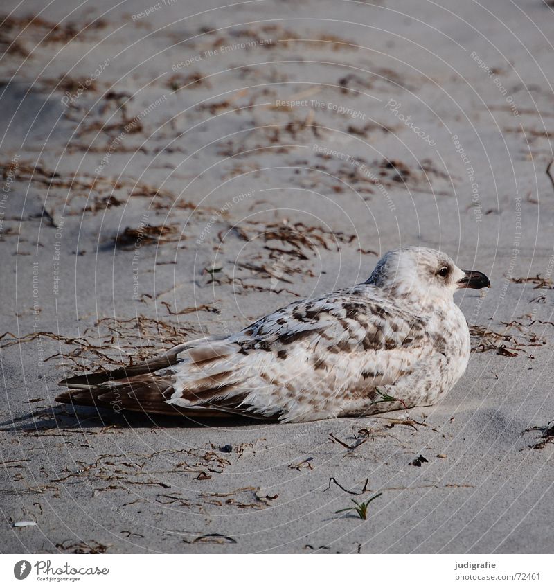 Gut getarnt Tarnfarbe maßgearbeitet Anpassung See Silbermöwe Möwe Vogel Feder Muster braun Strand Algen Meer Küste ruhig Gelassenheit mimikry Sand Ostsee sitzen