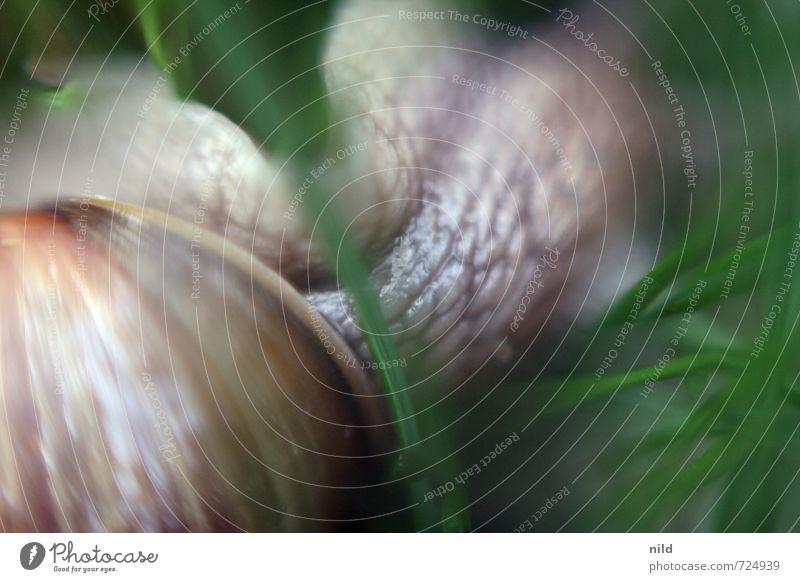 Einzelgänger | Linkskurve Umwelt Natur Pflanze Tier Frühling Sommer Schönes Wetter Gras Garten Park Wiese Schnecke Weinbergschnecken 1 Bewegung entdecken