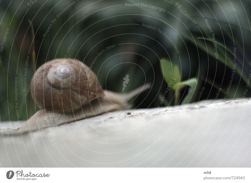 Einzelgänger | Entschleunigung Umwelt Natur Pflanze Tier Frühling Schönes Wetter Garten Wiese Schnecke Weinbergschnecken 1 Bewegung entdecken klein grau grün