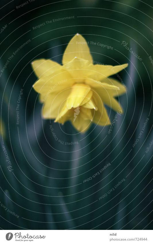 Osterglocke Umwelt Natur Pflanze Frühling Blume Blüte Narzissen Garten Park schön blau gelb grün Kontrast Farbfoto Außenaufnahme Textfreiraum oben