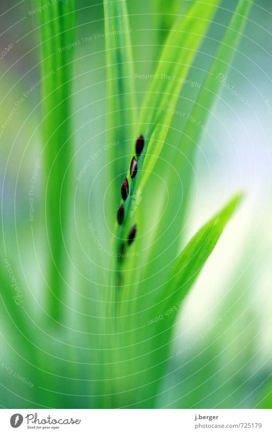 aufgereiht Natur Pflanze Frühling Gras Blatt Grünpflanze Wildpflanze weich blau braun grün Samen Farbfoto Gedeckte Farben Außenaufnahme Nahaufnahme