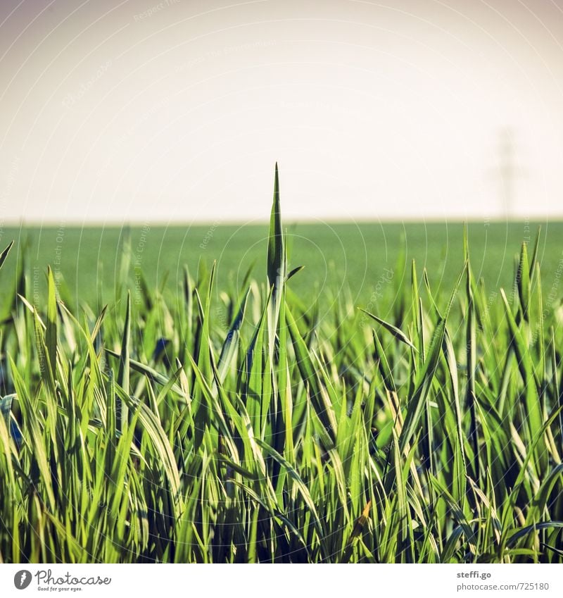 herausragend Umwelt Natur Frühling Sommer Pflanze Gras Grünpflanze Nutzpflanze Wiese Feld Blühend nah natürlich grün Tapferkeit selbstbewußt Willensstärke Mut