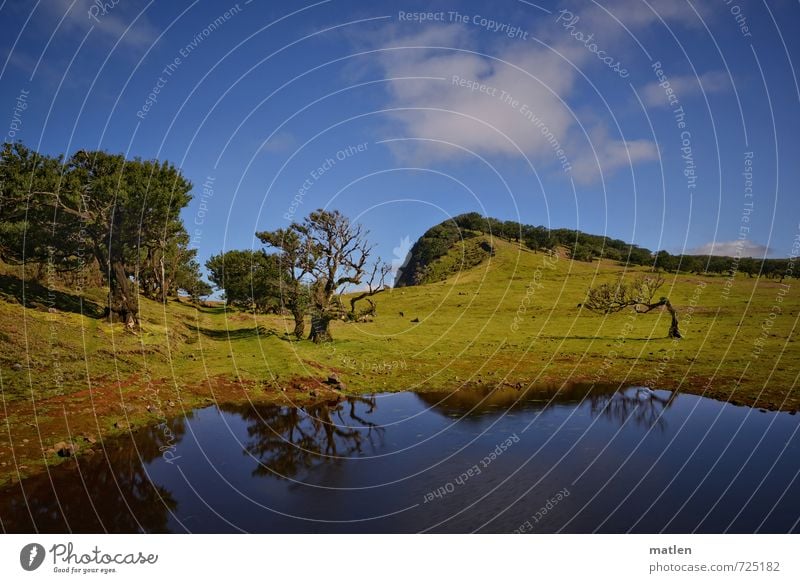 Weideland Natur Landschaft Pflanze Himmel Wolken Frühling Wetter Schönes Wetter Baum Gras Wiese Wald Hügel Berge u. Gebirge blau grün Farbfoto Außenaufnahme