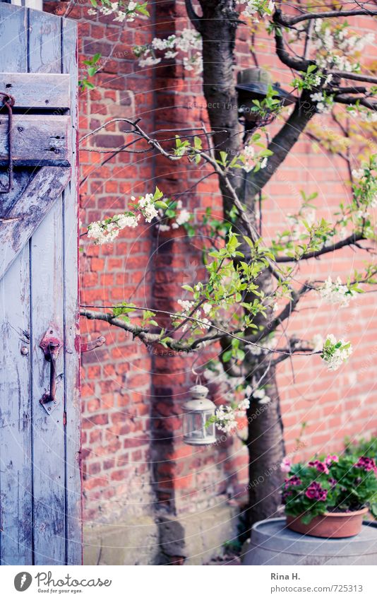 Kirschblüte Baum Blume Mauer Wand Tür authentisch Kirschbaum Pelargonie Windlicht Holztür Backsteinwand Landleben Stillleben Farbfoto Außenaufnahme Menschenleer