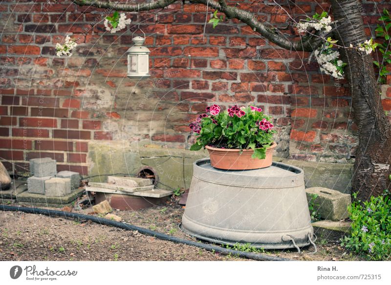 Ländliches Still Frühling Baum Blume Mauer Wand Fassade authentisch Idylle Kirschbaum verfallen Pelargonie Topfpflanze Backstein Windlicht Schlauch Waschzuber