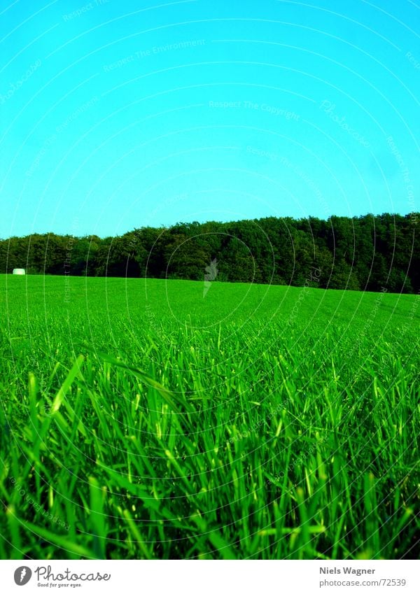 Blattgrün überall 2 Wiese Heuballen Gras Feld ruhig Baum Wald Waldlichtung rund Sonnenlicht Wolken Statue Himmel Kugel Schatten Lichterscheinung Perspektive