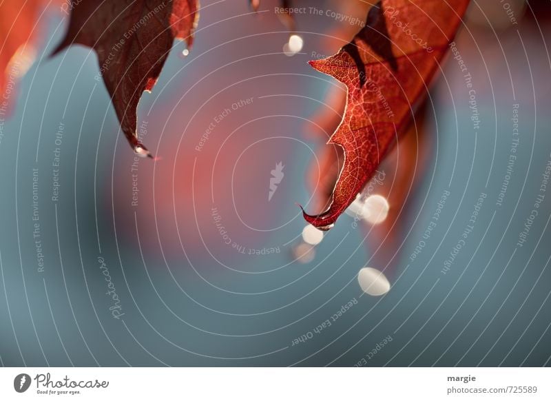 Rote Blätter mit Tropfen nach dem Regen Umwelt Natur Pflanze Tier Wassertropfen Sonne Sonnenlicht Frühling Schönes Wetter Baum Blatt Grünpflanze Nutzpflanze