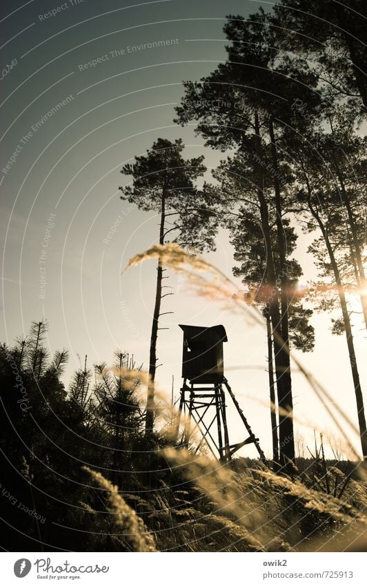 Schießstand Jagd Umwelt Natur Landschaft Pflanze Wolkenloser Himmel Frühling Klima Wetter Schönes Wetter Baum Gras Sträucher Kiefer Nadelwald Hochsitz Holz