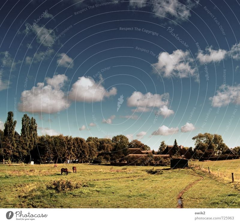 Ahrenshoop Umwelt Natur Landschaft Pflanze Tier Himmel Wolken Horizont Sommer Klima Wetter Schönes Wetter Baum Gras Wiese Weide Haus Lagerschuppen Pferd 2 3