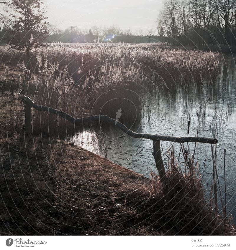 Wassermusik Umwelt Natur Landschaft Pflanze Urelemente Himmel Horizont Klima Wetter Schönes Wetter Baum Sträucher Zweige u. Äste Riedgras Röhricht Wald Seeufer