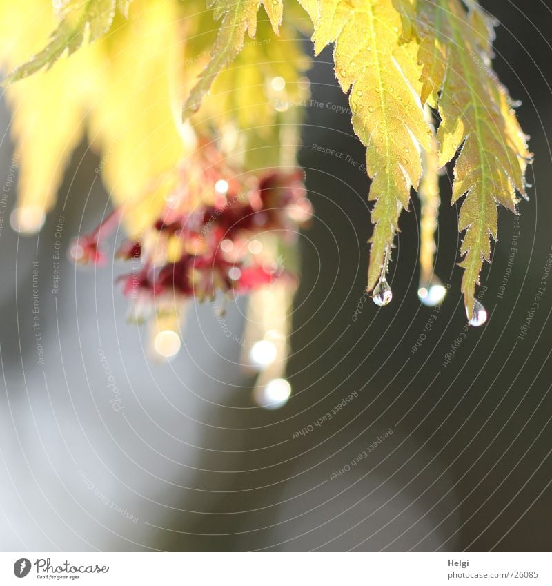 Morgennebeltautropfen... Umwelt Natur Pflanze Wassertropfen Frühling Sträucher Blatt Blüte Ahorn Ahornblatt Garten glänzend hängen leuchten Wachstum ästhetisch