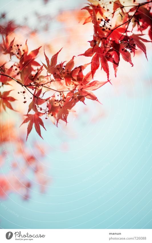 romantic spring Natur Frühling Sommer Herbst Pflanze Blatt Blüte Ahornzweig Ahornblatt natürlich rot türkis Frühlingsgefühle Leichtigkeit Farbfoto Außenaufnahme