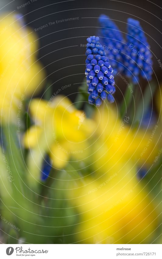 blau - gelb Pflanze Frühling Blume Narzissen Traubenhyazinthe Garten Blühend Erholung verblüht Wachstum braun grün Lebensfreude Frühlingsgefühle ruhig