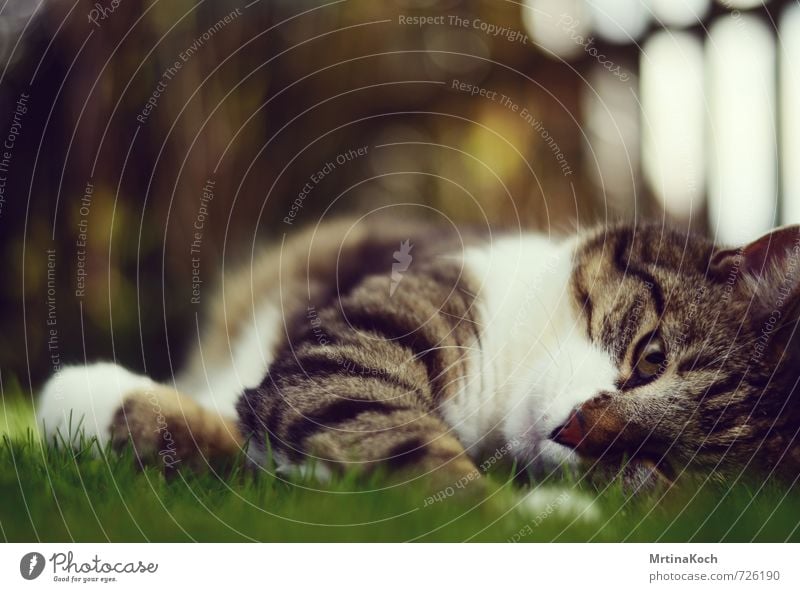 chilln'. Natur Garten Wiese Tier Haustier Katze 1 atmen drehen genießen liegen träumen Erholung gemütlich friedlich schön sanft Farbfoto mehrfarbig