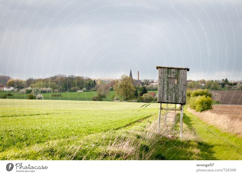 Grünrocks Versteck Jagd Umwelt Himmel Wolken Horizont Frühling Grünpflanze Nutzpflanze Getreidefeld Feld Magdeburger Börde Dorf grau grün Jagdkanzel Jagdhütte