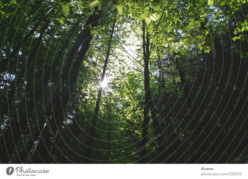 Photosynthese Natur Landschaft Pflanze Himmel Sonne Schönes Wetter Baum Laubbaum Buche Wald Laubwald Mischwald atmen genießen leuchten Wachstum Gesundheit hell