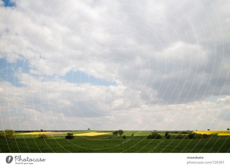 Rapsfelder im Frühling Wolken gelb grün Wiese Baum Farbfoto mehrfarbig Außenaufnahme Menschenleer Textfreiraum oben Tag Starke Tiefenschärfe Totale