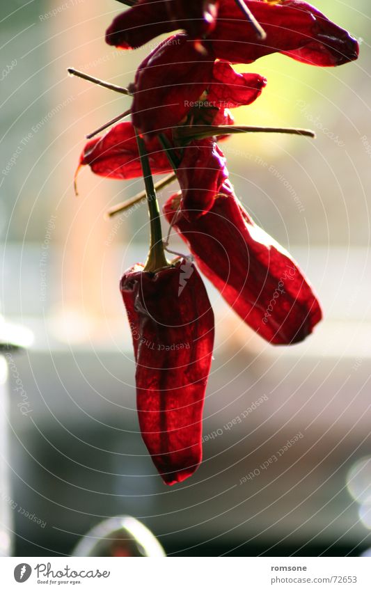 red hot.. rot getrocknet Kräuter & Gewürze Gegenlicht lecker Gesundheit trocken Scharfer Geschmack