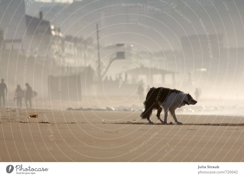 schüttel dein haar... Sommerurlaub Strand Meer Sand Frühling Zarautz Baskenland Kleinstadt Haus Hochsitz Tier Haustier Hund border collie 1 einfach braun