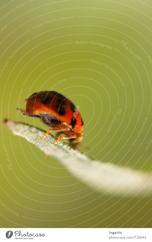 Hoppa Natur Pflanze Tier Blatt Käfer Marienkäfer Insekt 1 Zeichen festhalten hocken krabbeln klein natürlich niedlich grün rot schwarz Glück Bewegung Stimmung